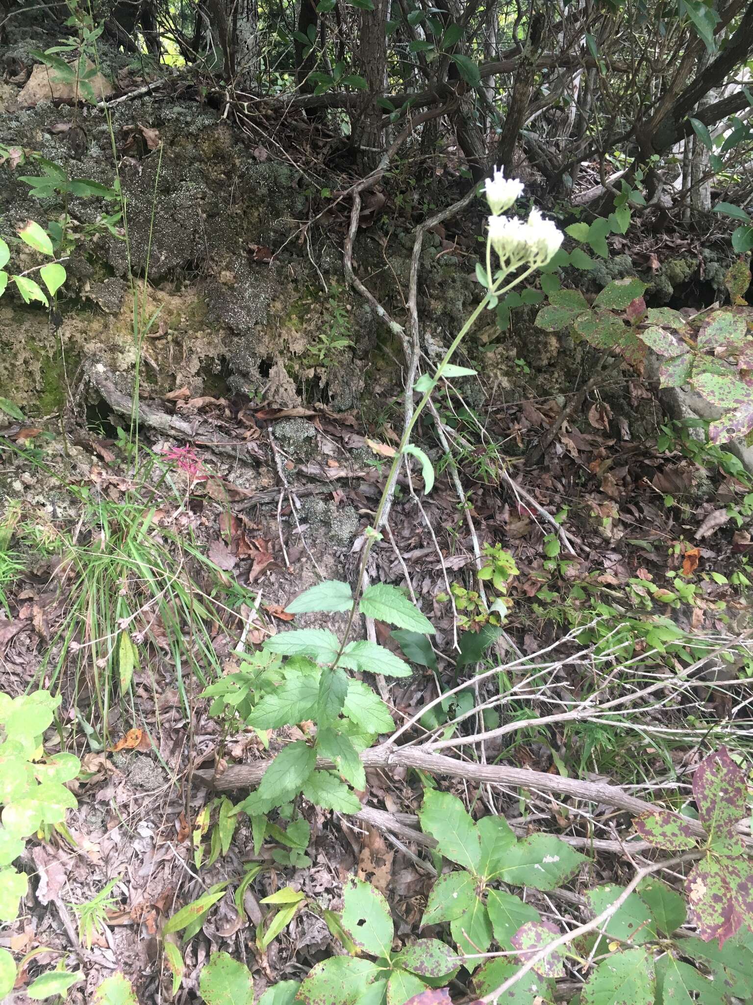 Image of rough boneset