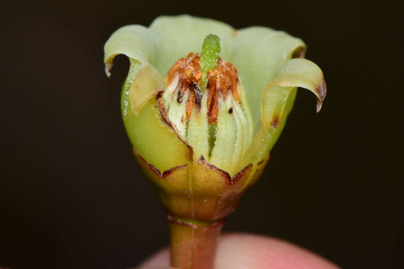 Слика од Symphysia racemosa (Vahl) Stearn