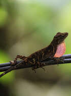 Image of Stuart's Anole