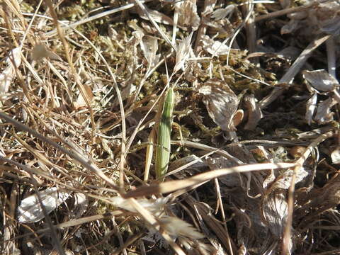 Image of lesser marsh grasshopper