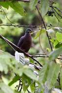 Image of Columba vitiensis vitiensis Quoy & Gaimard 1832