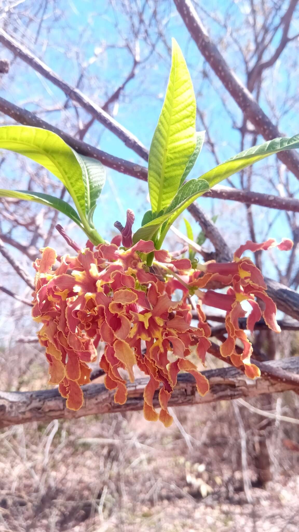 Imagem de Strophanthus boivinii Baill.