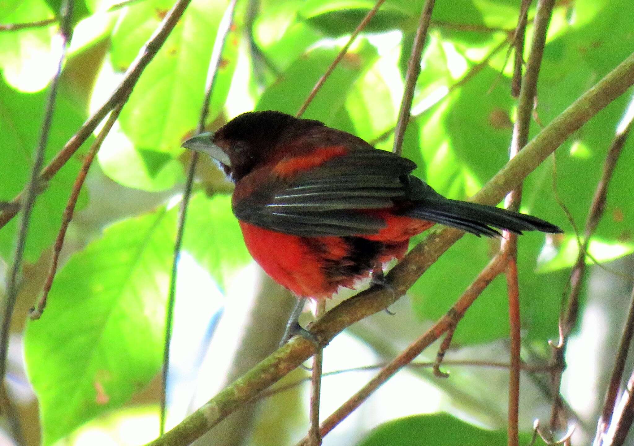 Image of Crimson-backed Tanager