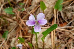 Imagem de Viola betonicifolia Smith