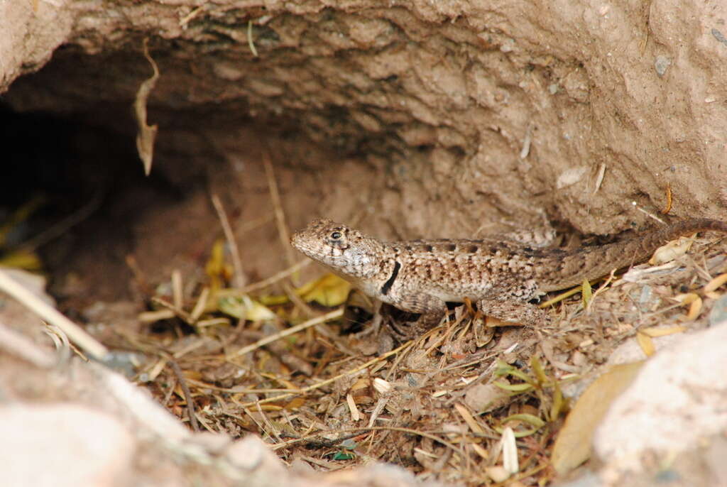 Image of Etheridge's Lava Lizard