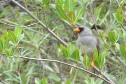 Image of Gray-winged Inca-Finch