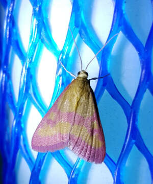 Image of Southern Purple Mint Moth