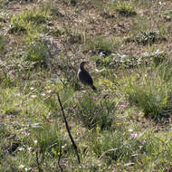 Plancia ëd Macronyx capensis capensis (Linnaeus 1766)