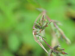 Image of Mauritian grass