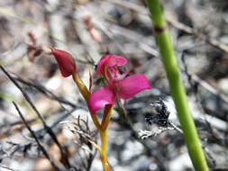 Sivun Disa filicornis (L. fil.) Thunb. kuva