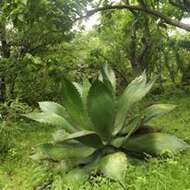 Image of Agave bovicornuta Gentry