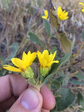 Image of little sunflower