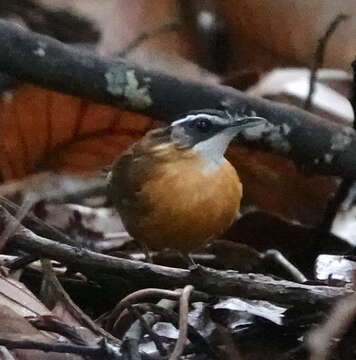 Image of Black-capped Babbler