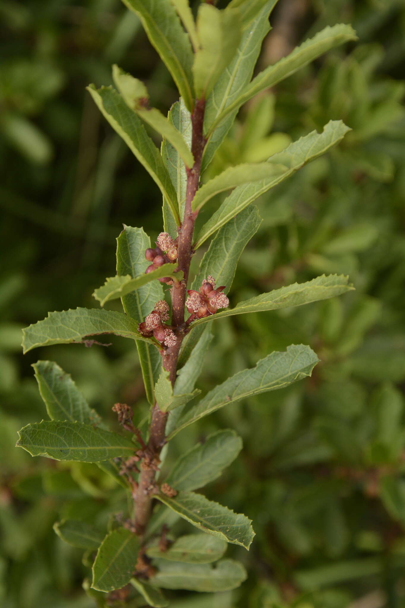 Image of Homonoia retusa (Graham ex Wight) Müll. Arg.