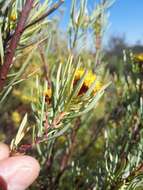 Image of Leucadendron meyerianum H. Buek ex Meissn.