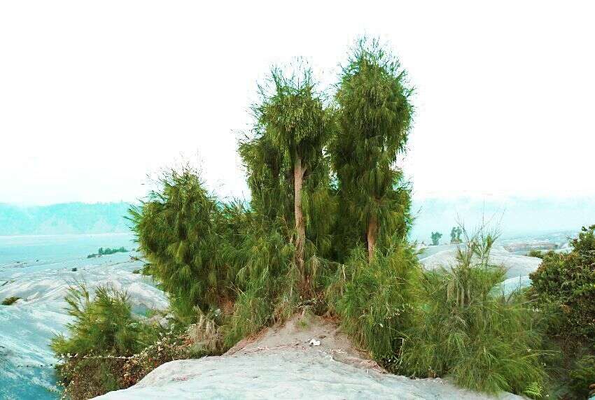 Image of Casuarina junghuhniana Miq.