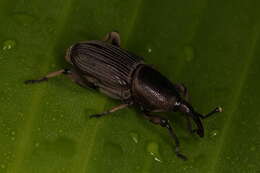 Image of Banana Root Borer