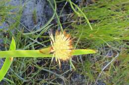 Image of Chrysitrix capensis var. capensis