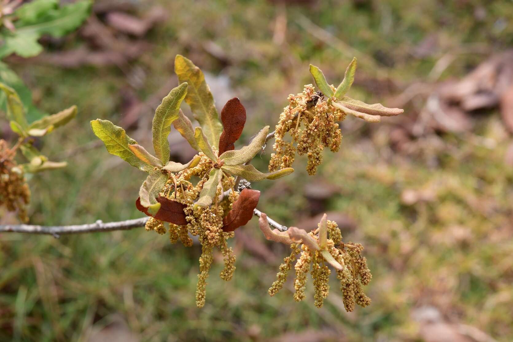 Слика од Quercus sebifera Trel.