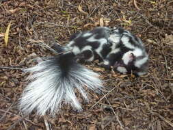 Image of Western Spotted Skunk