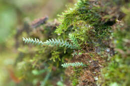 Image of Micropolypodium okuboi (Yatabe) Hayata