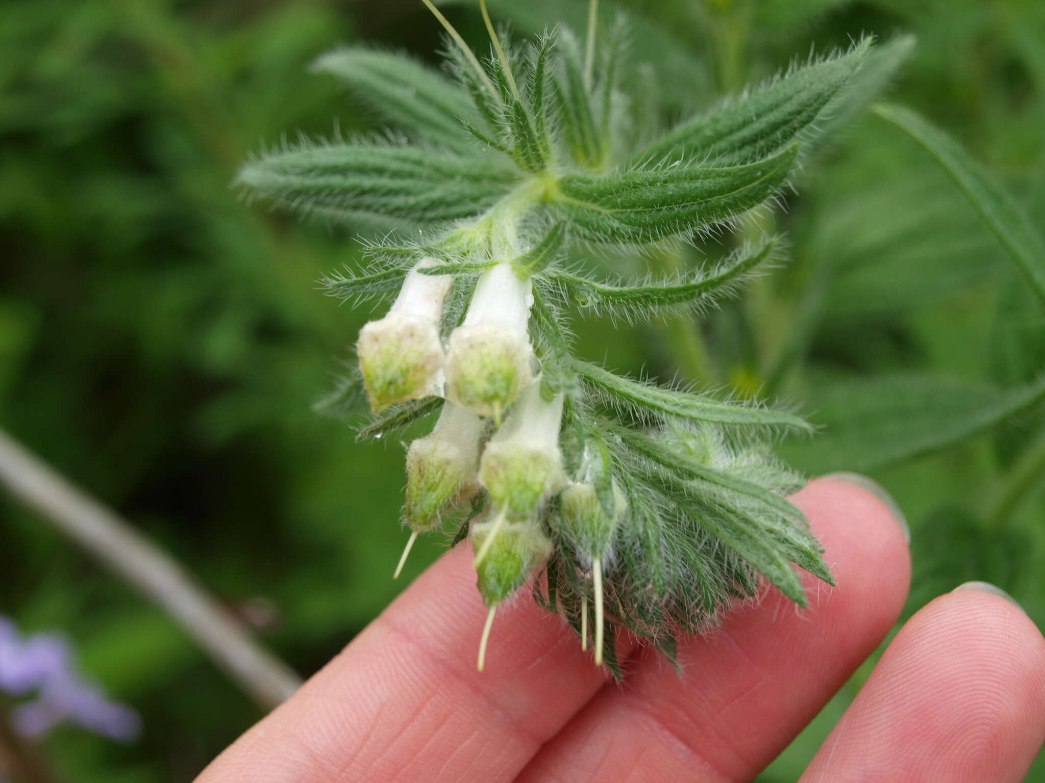 Image of softhair marbleseed