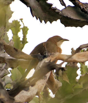 Image of White-throated Babbler