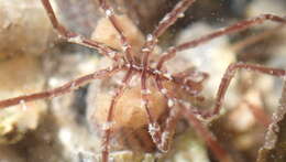 Image of Sea-spider