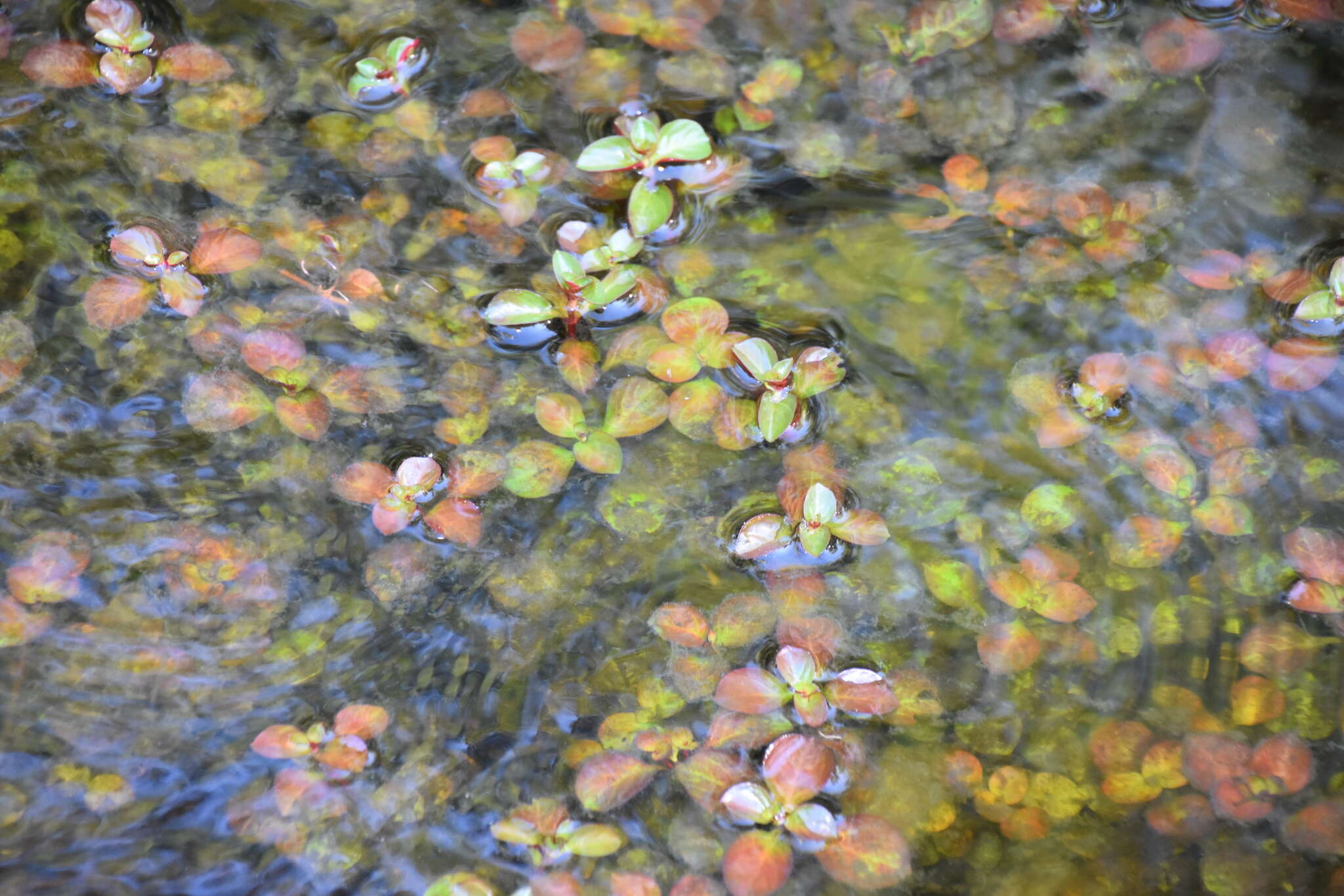 Слика од Ludwigia repens Forst.