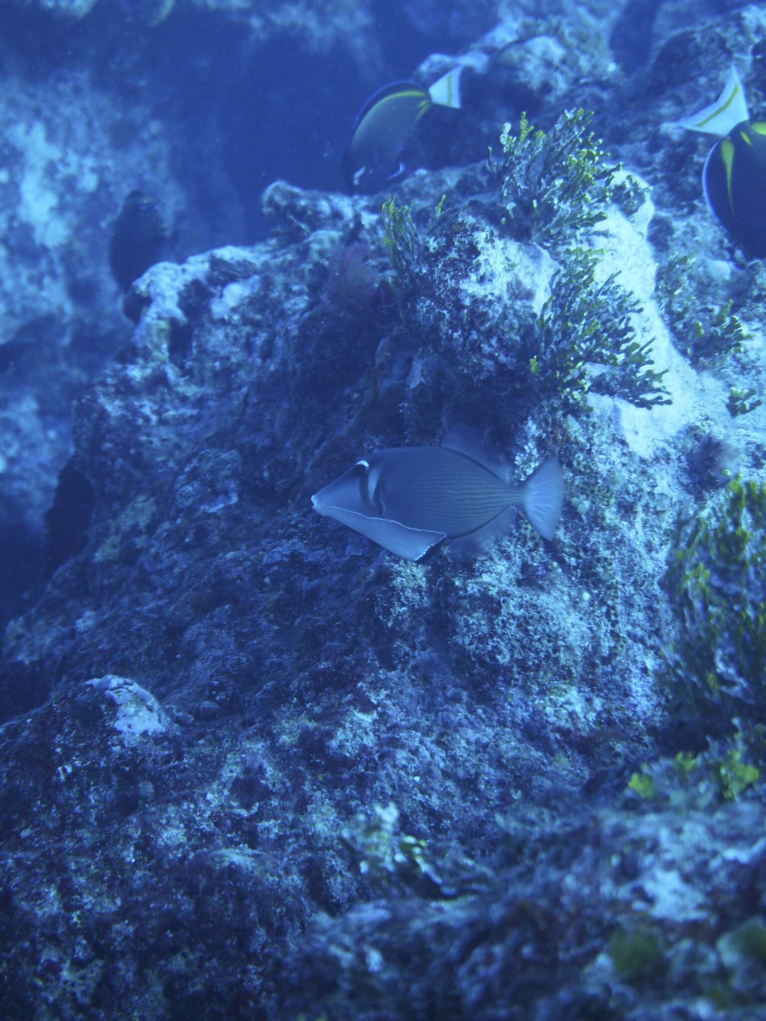 Image of Boomerang triggerfish