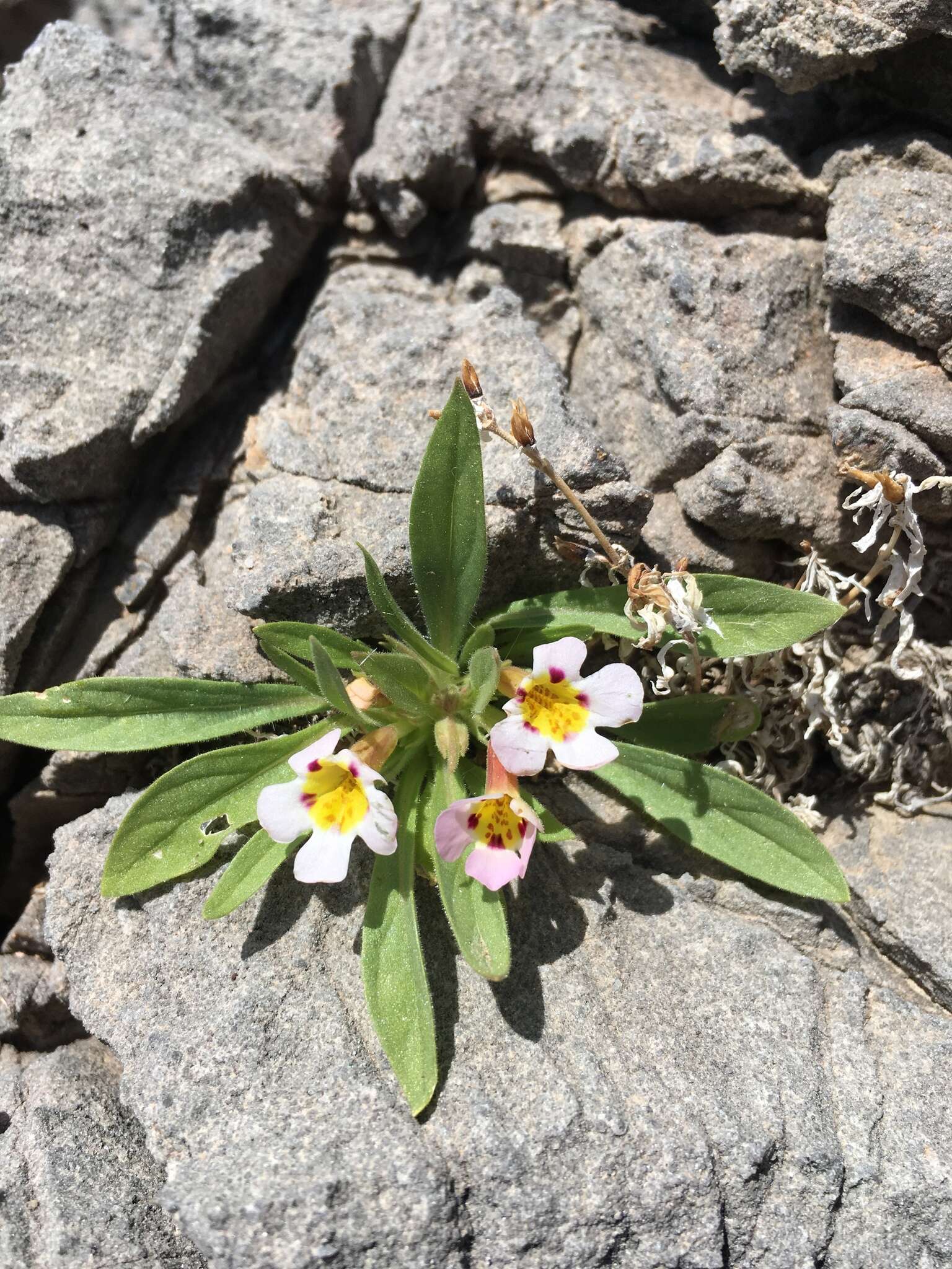 Image of Death Valley monkeyflower