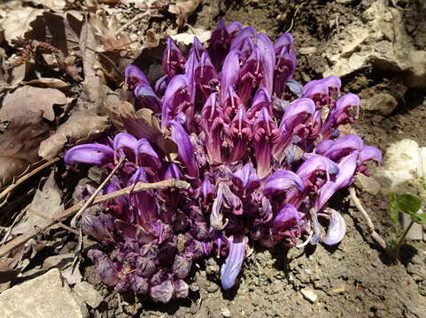 Image of Lathraea clandestina L.