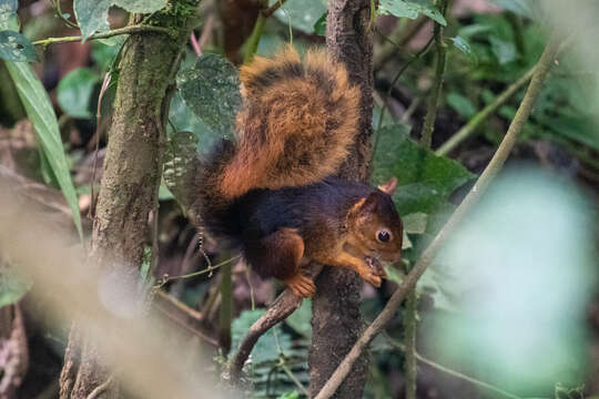 Imagem de Sciurus spadiceus Olfers 1818