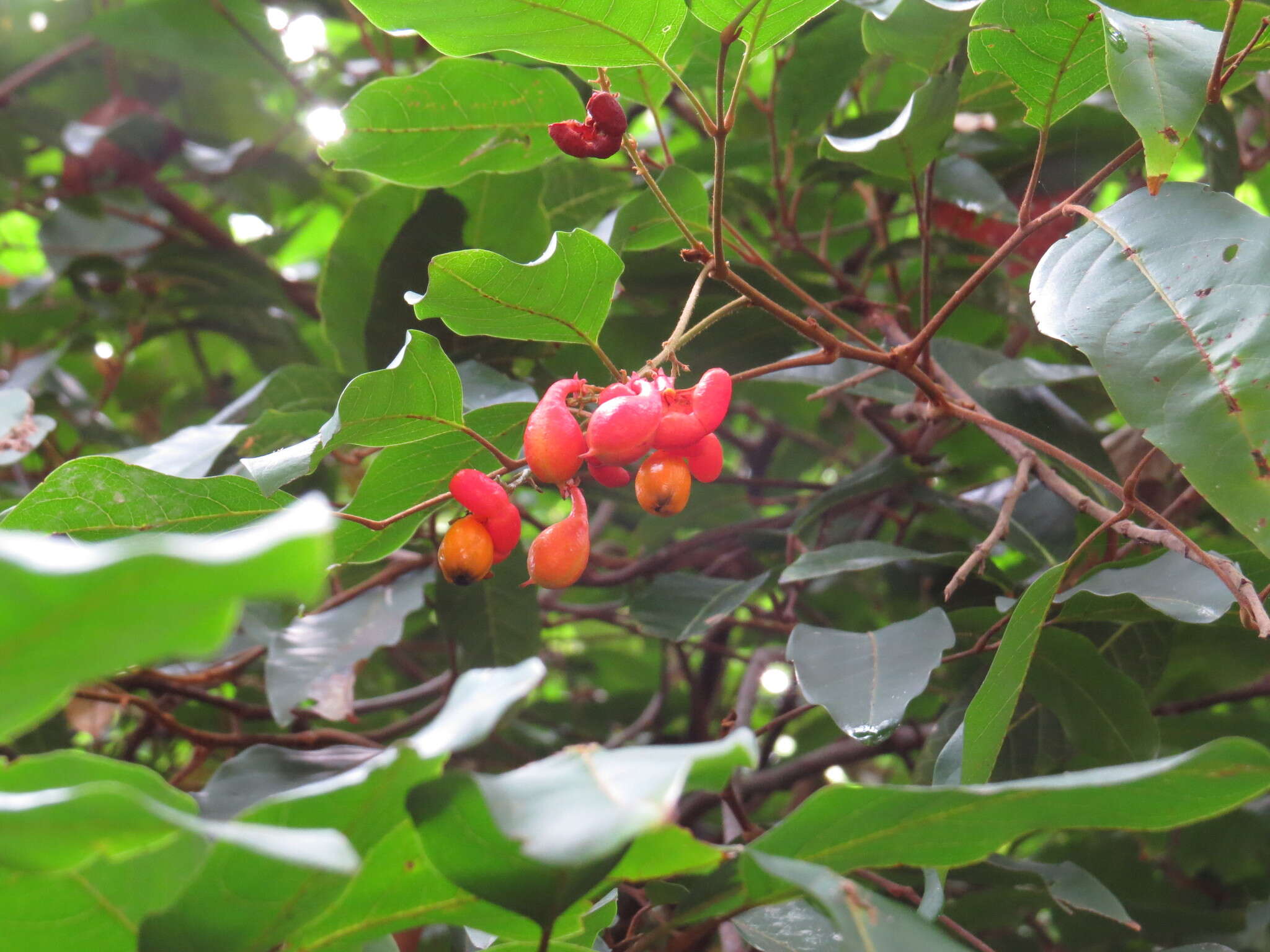 Слика од Mischocarpus exangulatus (F. Müll.) Radlk.