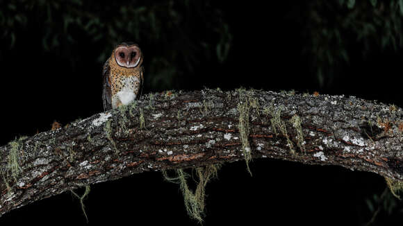 Image of Australian Masked Owl