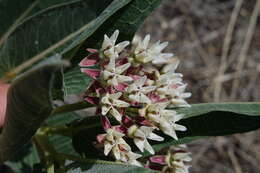 Image of Hall's milkweed
