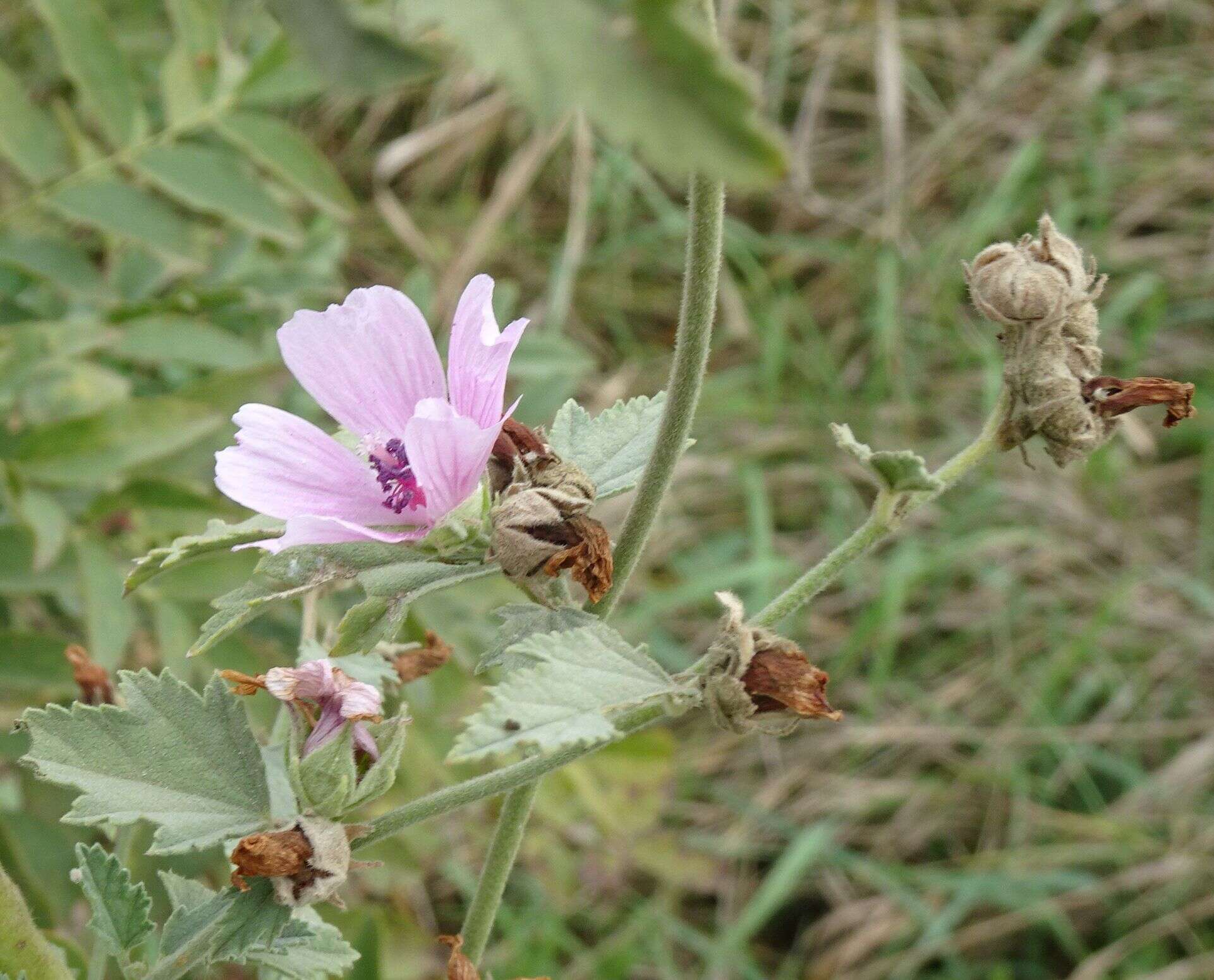 Image of Althaea × taurinensis