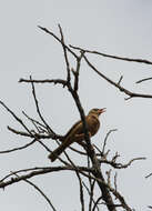 Image of Karoo Thrush