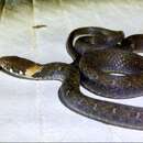 Image of Pope's Keelback