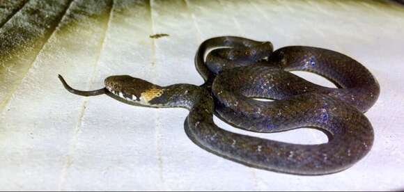 Image of Pope's Keelback