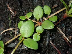 Image of Gonocarpus micranthus subsp. micranthus