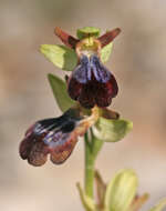 Image of Ophrys fusca subsp. iricolor (Desf.) K. Richt.