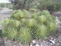 Image of Hedgehog Agave