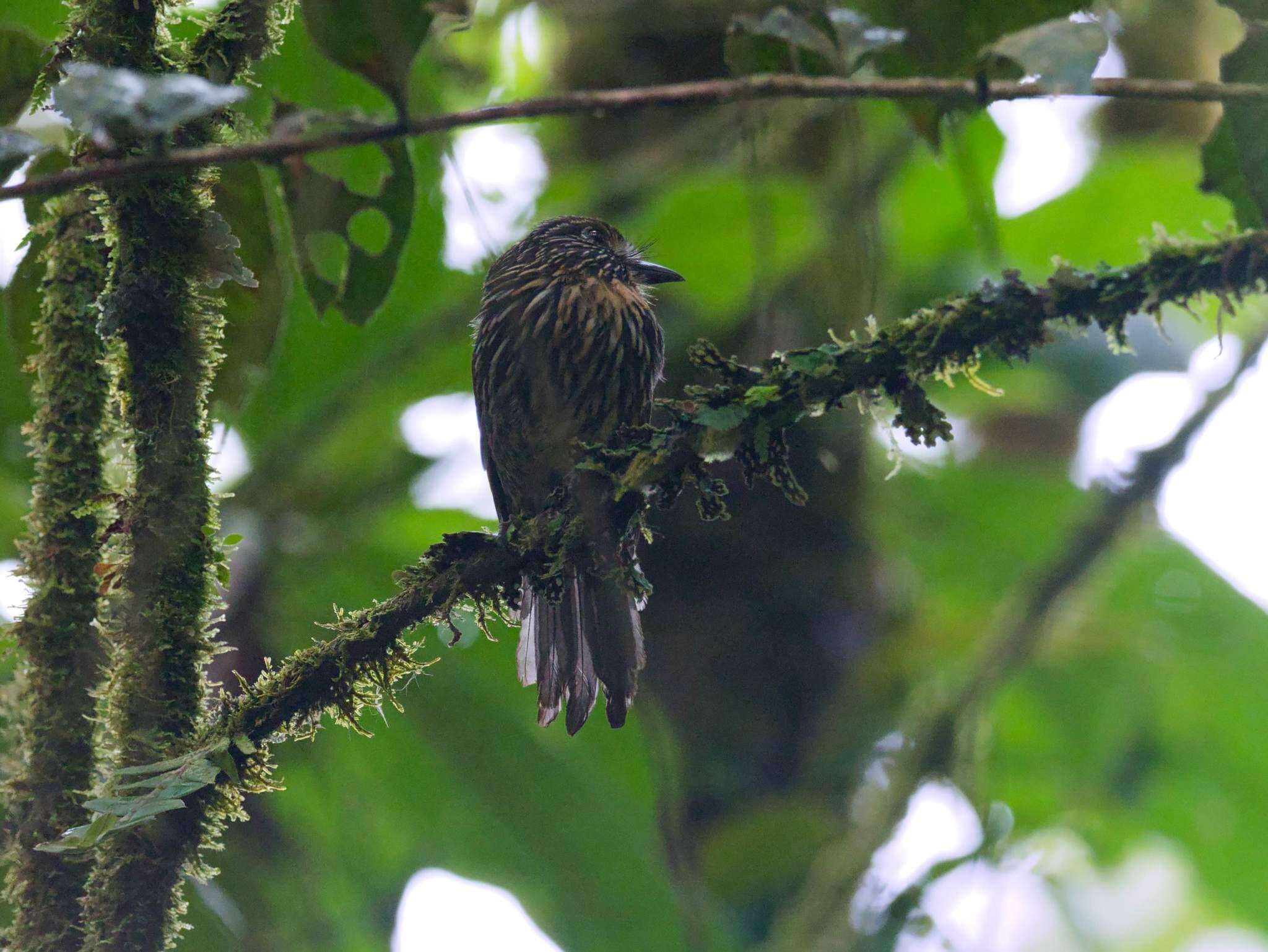 Image of Black-streaked Puffbird