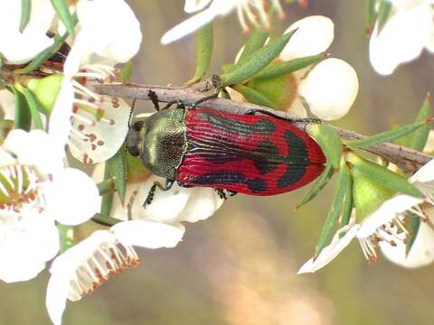 Image of Castiarina indistincta (Saunders 1869)