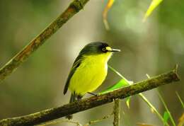 Image of Gray-headed Tody-Flycatcher