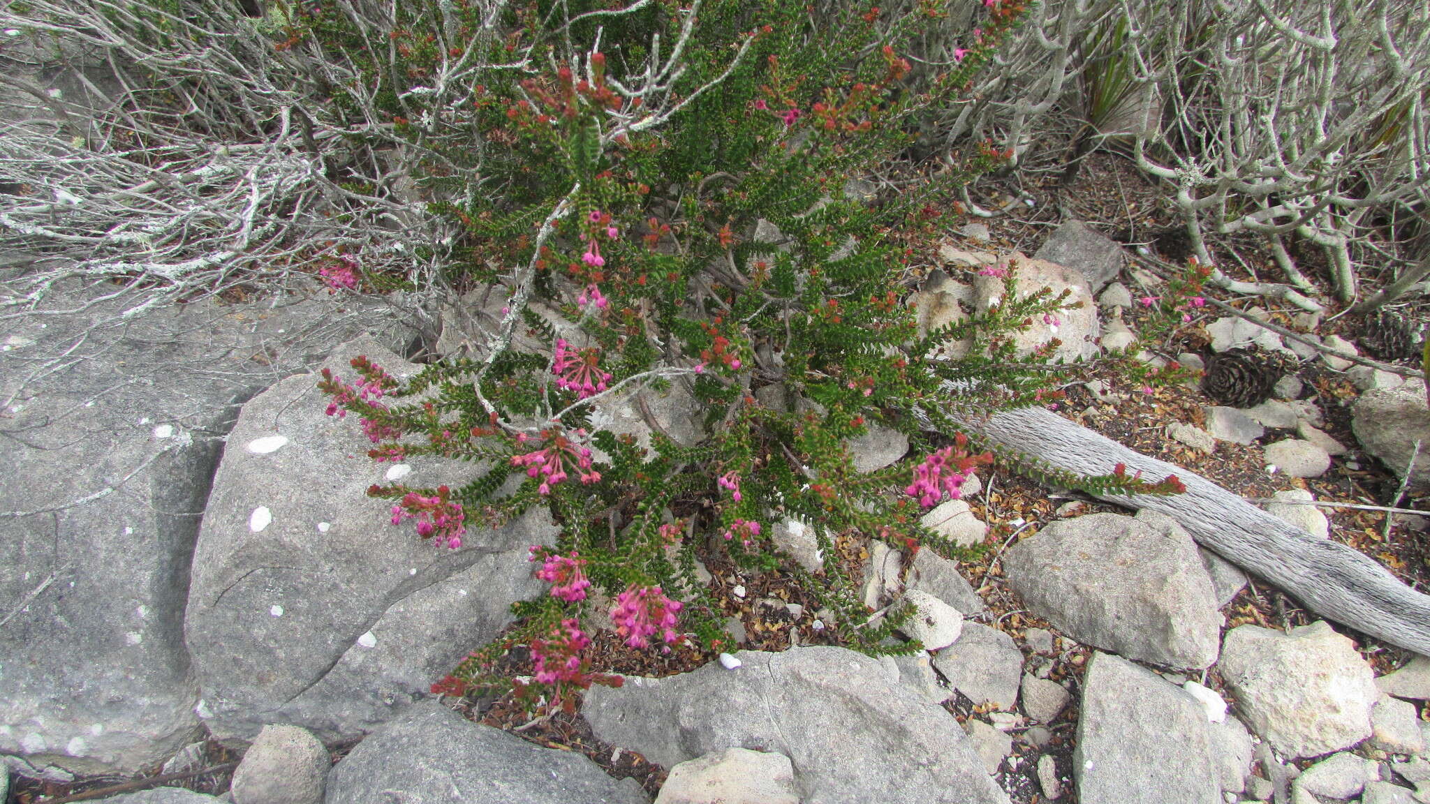 Image of Erica curtophylla Guthrie & Bolus