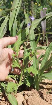 Image of fanleaf vervain