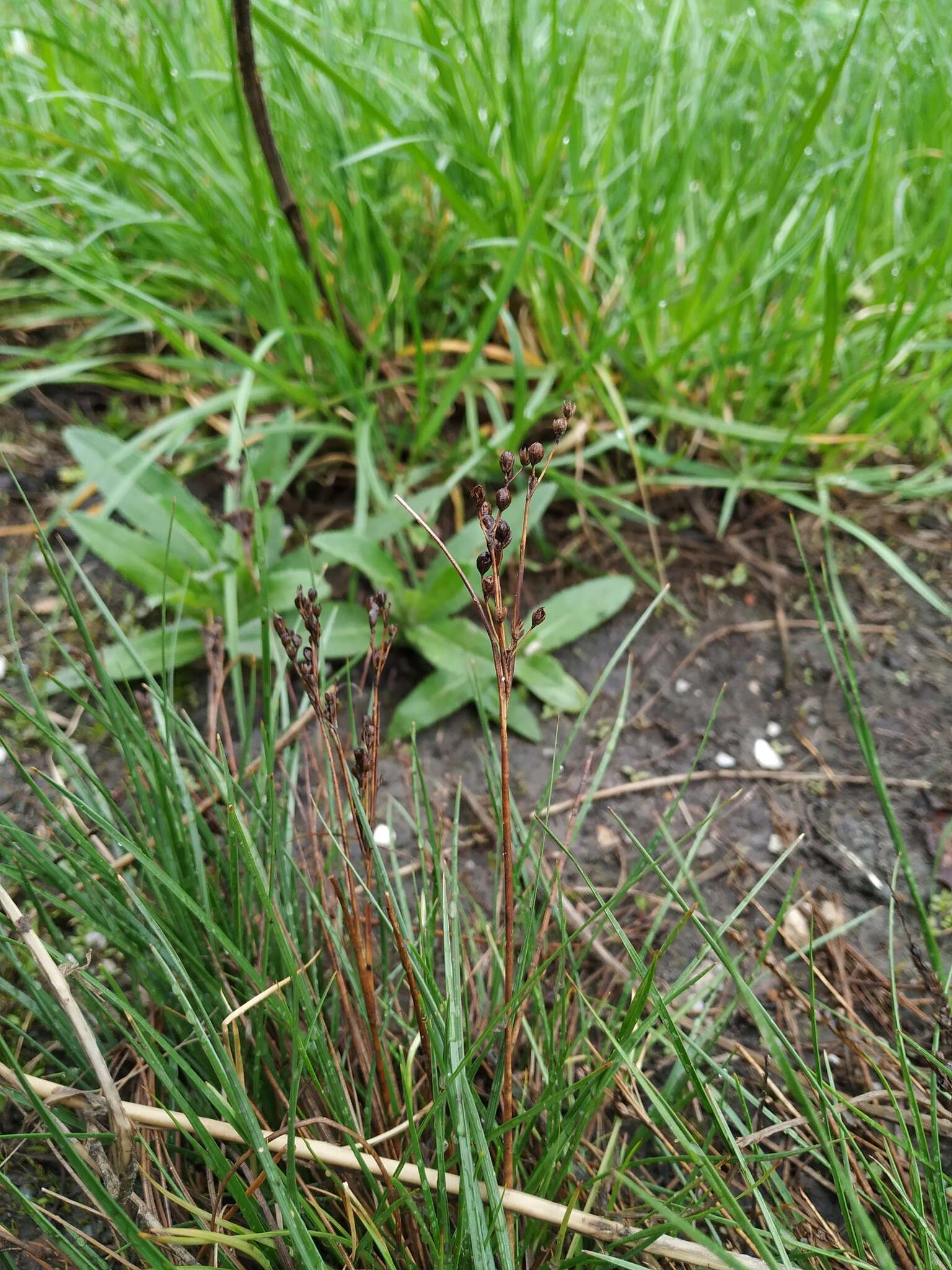 Image of Round-fruited Rush