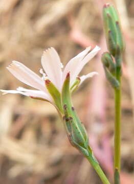 Image of Lactuca inermis Forsk.